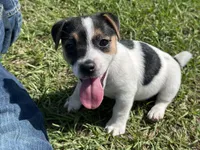 Flying F Maggie , a female Jack Russell Terrier for sale in Winnsboro, TX – 4 of 7