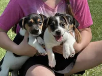 Flying F Maggie , a female Jack Russell Terrier for sale in Winnsboro, TX – 3 of 7