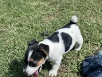 Flying F Maggie , a female Jack Russell Terrier for sale in Winnsboro, TX – 6 of 7