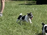 Flying F Maggie , a female Jack Russell Terrier for sale in Winnsboro, TX – 7 of 7