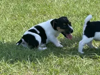 Flying F Trooper , a male Jack Russell Terrier for sale in Winnsboro, TX – 5 of 7