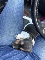 Flying F Ecko, a male Parson Russell Terrier for sale in Winnsboro, TX – 10 of 10