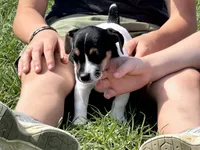 Flying F Trooper , a male Jack Russell Terrier for sale in Winnsboro, TX – 1 of 7