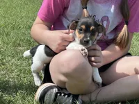 Flying F Ecko, a male Parson Russell Terrier for sale in Winnsboro, TX – 4 of 10