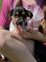 Flying F Ecko, a male Parson Russell Terrier for sale in Winnsboro, TX – 3 of 10