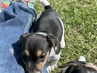 Flying F Ecko, a male Parson Russell Terrier for sale in Winnsboro, TX – 6 of 10
