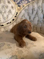 REDUCED--Snowball, a male Goldendoodle for sale in Indianapolis, IN – Photo 6 of 6