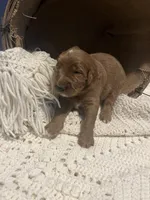 Snowball, a male Goldendoodle for sale in Indianapolis, IN – Photo 3 of 6