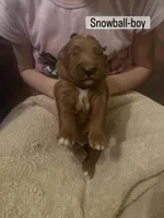 Snowball, a male Goldendoodle for sale in Indianapolis, IN – Photo 5 of 6