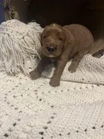 Snowball, a male Goldendoodle for sale in Indianapolis, IN – Photo 4 of 6