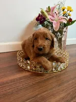 Snowball, a male Goldendoodle for sale in Indianapolis, IN – Photo 1 of 6