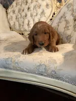 REDUCED--Snowball, a male Goldendoodle for sale in Indianapolis, IN – Photo 4 of 6