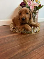 Snowball, a male Goldendoodle for sale in Indianapolis, IN – Photo 2 of 6