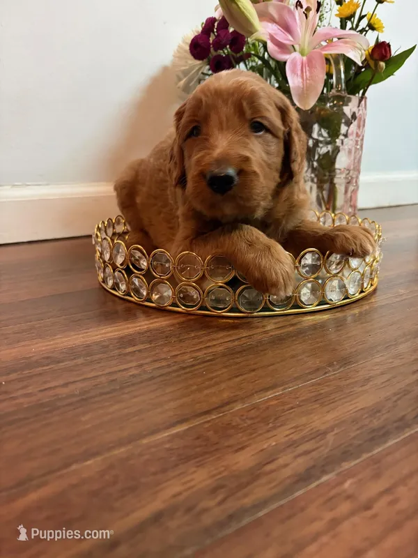 Snowball – Goldendoodle puppy for sale in Indianapolis, IN