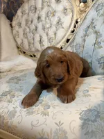 REDUCED--Snowball, a male Goldendoodle for sale in Indianapolis, IN – Photo 5 of 6