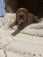 Mittens, a male Goldendoodle for sale in Indianapolis, IN – Photo 3 of 6