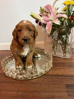 Mittens, a male Goldendoodle for sale in Indianapolis, IN – Photo 2 of 6