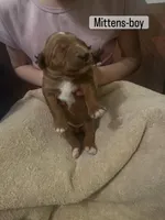 Mittens, a male Goldendoodle for sale in Indianapolis, IN – Photo 5 of 6