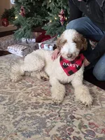 Mittens, a male Goldendoodle for sale in Indianapolis, IN – Photo 6 of 6