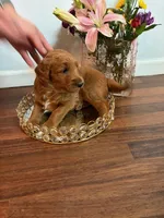 Snowflake, a female Goldendoodle for sale in Indianapolis, IN – Photo 1 of 5