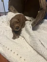 Snowflake, a female Goldendoodle for sale in Indianapolis, IN – Photo 3 of 5