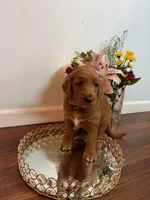 Snowflake, a female Goldendoodle for sale in Indianapolis, IN – Photo 2 of 5