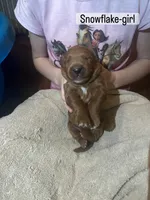 Snowflake, a female Goldendoodle for sale in Indianapolis, IN – Photo 4 of 5