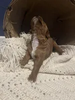 REDUCED-Mittens, a male Goldendoodle for sale in Indianapolis, IN – Photo 7 of 7