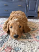 REDUCED-Mittens, a male Goldendoodle for sale in Indianapolis, IN – Photo 1 of 7