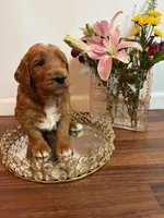 REDUCED-Mittens, a male Goldendoodle for sale in Indianapolis, IN – Photo 5 of 7