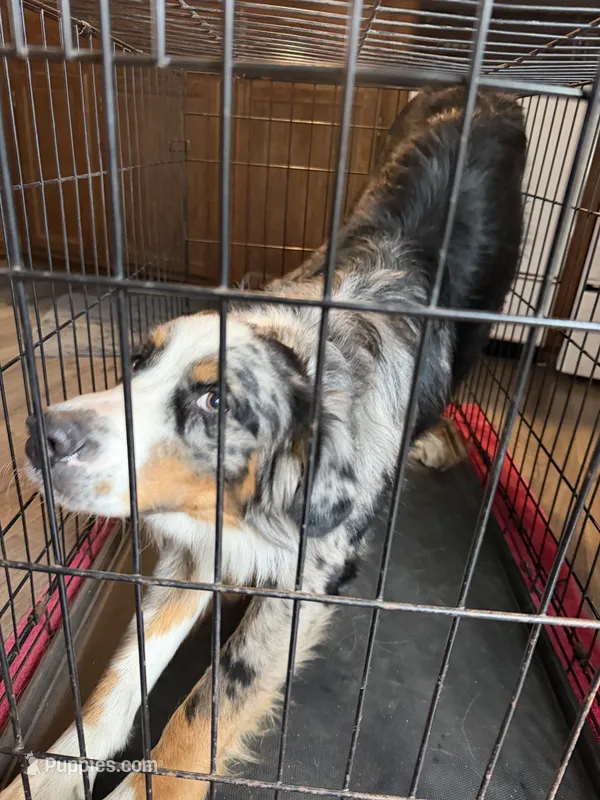 Apollo – Australian Shepherd, Bernese Mountain Dog puppy for sale in Shakopee, MN