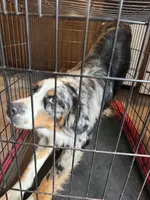 Apollo, a male Australian Shepherd and Bernese Mountain Dog for sale in Shakopee, MN – 1 of 7