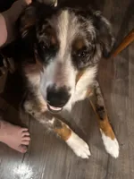 Apollo, a male Australian Shepherd and Bernese Mountain Dog for sale in Shakopee, MN – 3 of 7