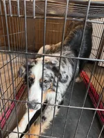 Apollo, a male Australian Shepherd and Bernese Mountain Dog for sale in Shakopee, MN – 4 of 7