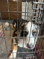 Apollo, a male Australian Shepherd and Bernese Mountain Dog for sale in Shakopee, MN – 5 of 7