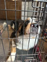 Apollo, a male Australian Shepherd and Bernese Mountain Dog for sale in Shakopee, MN – 6 of 7