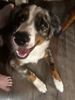 Apollo, a male Australian Shepherd and Bernese Mountain Dog for sale in Shakopee, MN – 2 of 7