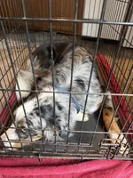 Apollo, a male Australian Shepherd and Bernese Mountain Dog for sale in Shakopee, MN – 7 of 7