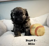 Milo, a male Shihpoo for sale in Woodfin, NC – 1 of 1