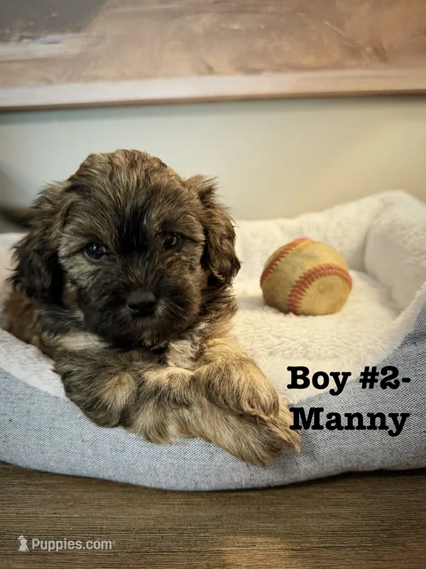 Manny – Shihpoo puppy for sale in Woodfin, NC