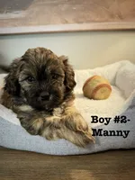 Manny, a male Shihpoo for sale in Woodfin, NC – 1 of 1