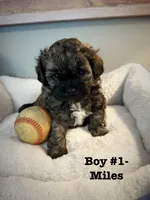 Miles, a male Shihpoo for sale in Woodfin, NC – 1 of 1