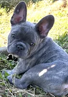 Natasha , a female French Bulldog for sale in Dover, DE – Photo 1 of 2