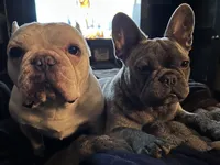 Natasha , a female French Bulldog for sale in Dover, DE – Photo 2 of 2