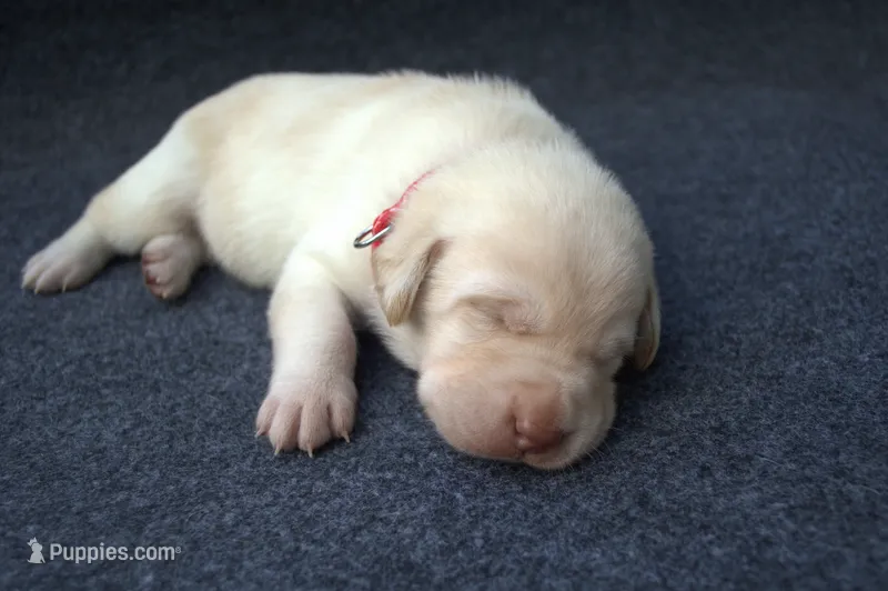 Red Collar – Labrador Retriever puppy on hold in Randall, MN