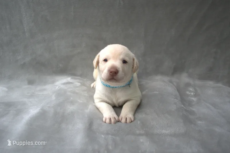 Blue Collar – Labrador Retriever puppy on hold in Randall, MN