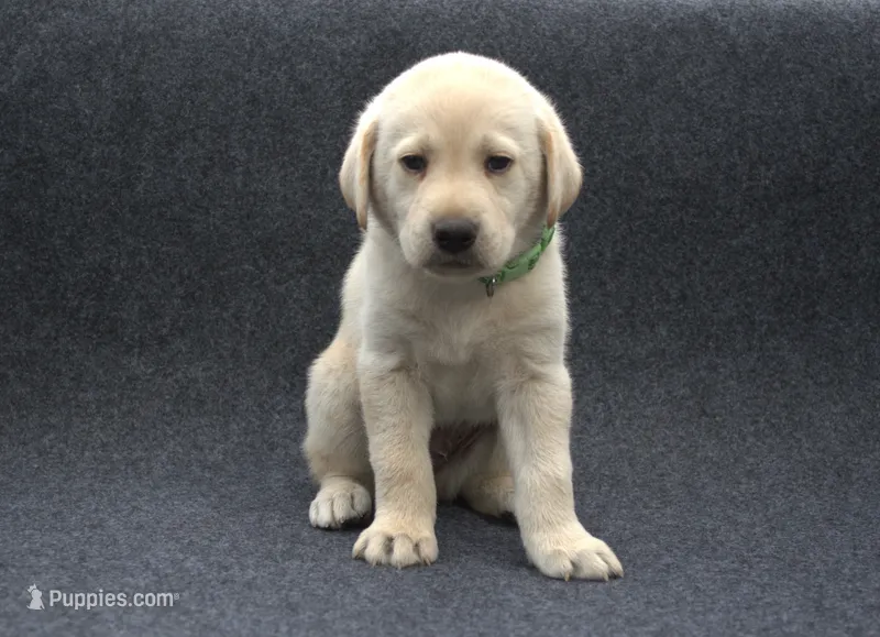 Green Collar – Labrador Retriever puppy for sale in Randall, MN