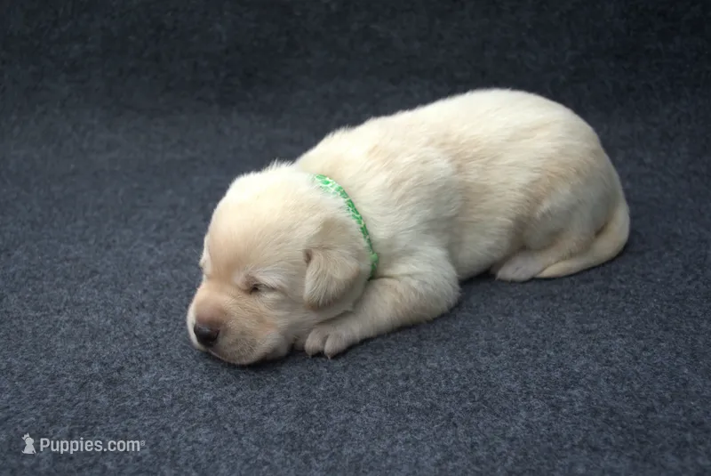 Green Collar – Labrador Retriever puppy on hold in Randall, MN