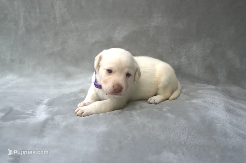 Purple Collar – Labrador Retriever puppy on hold in Randall, MN