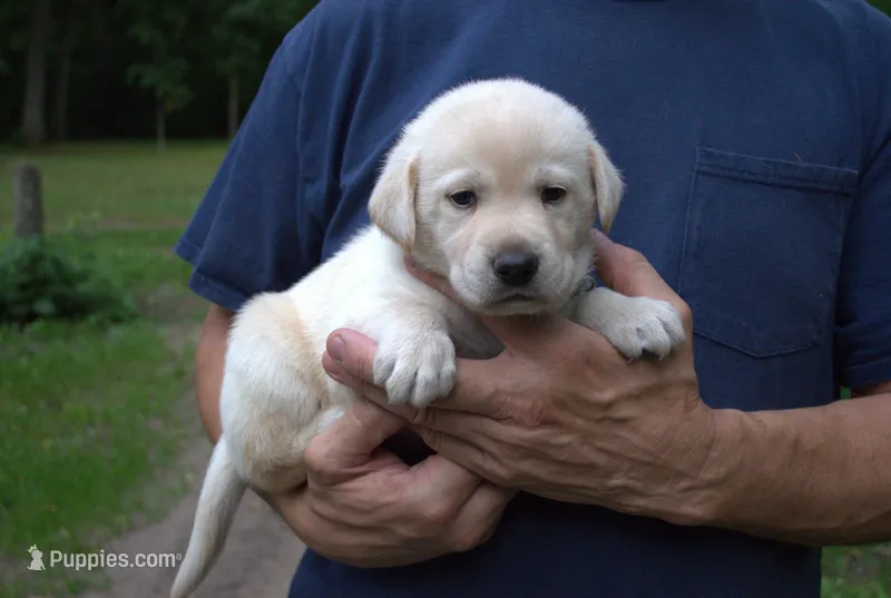 Green Collar – Labrador Retriever puppy on hold in Randall, MN